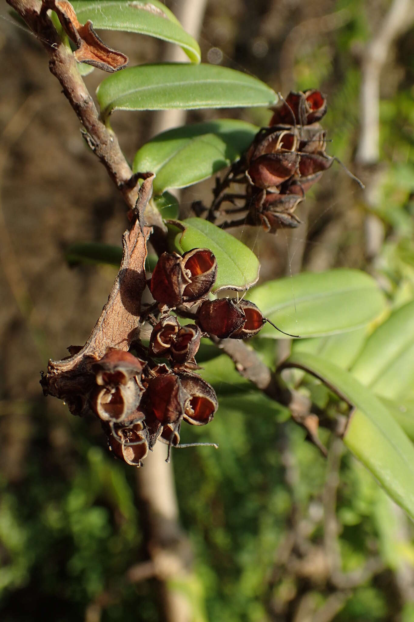 Image of Veronica elliptica G. Forster