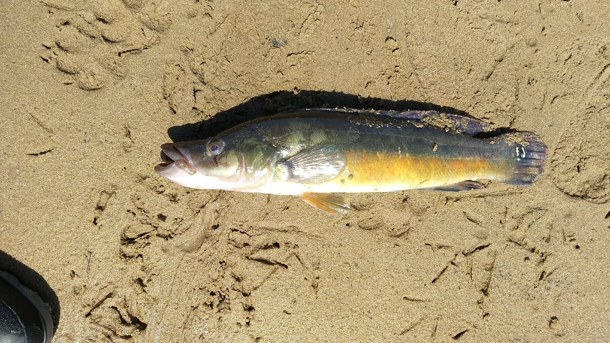 Image of Pike cichlid