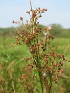 Image of sharp-flowered rush