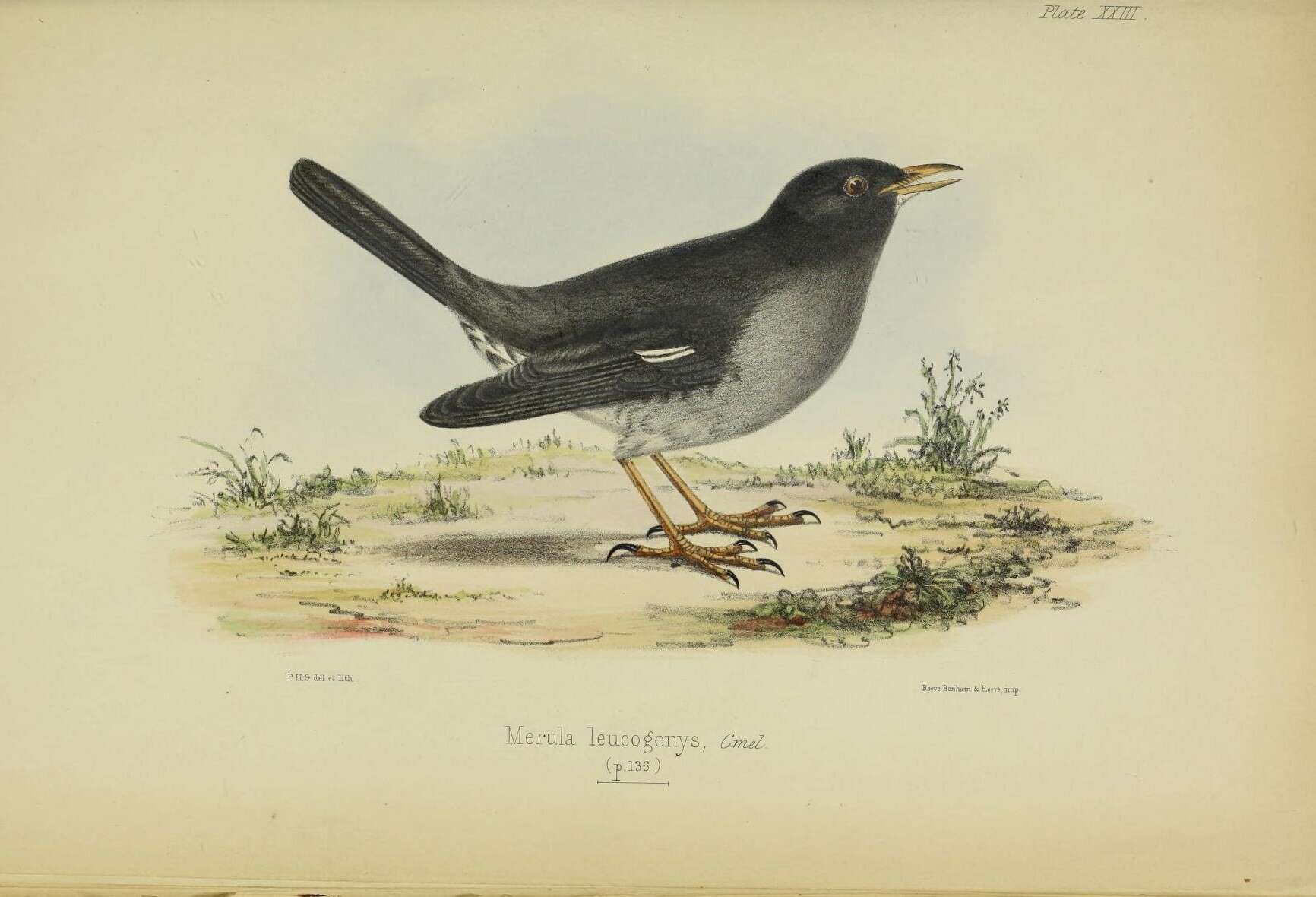 Plancia ëd Turdus aurantius Gmelin & JF 1789