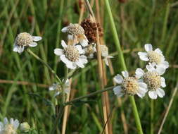 Image of Sneezeweed