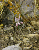 Image of Allium paniculatum subsp. obtusiflorum (Redouté) Brand
