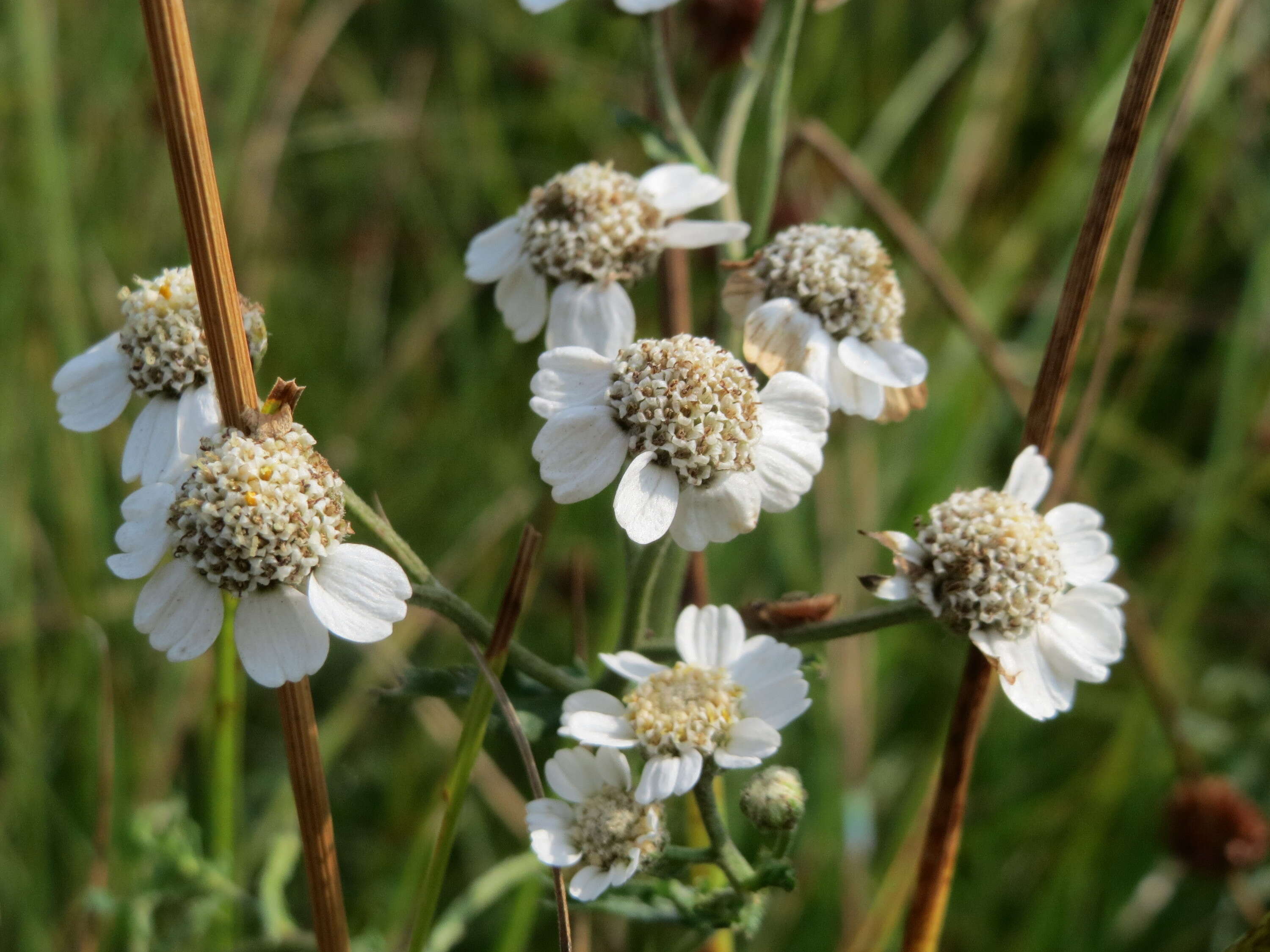 Image of Sneezeweed