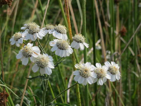 Image of Sneezeweed