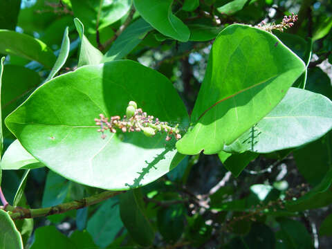 Image of Coccoloba hybrida I. Castañeda