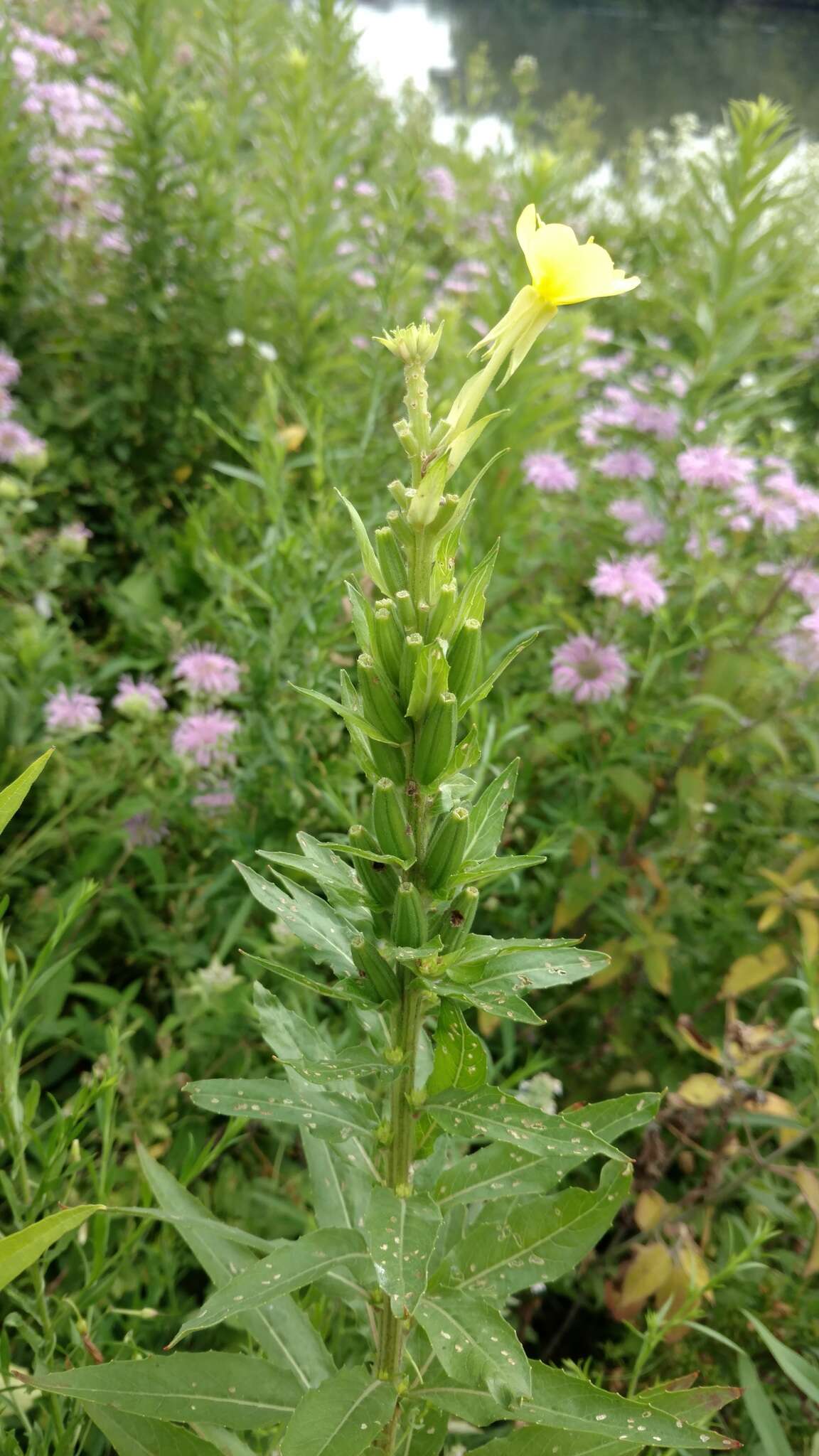 Imagem de Oenothera biennis L.