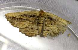 Image of Nocturnal umber