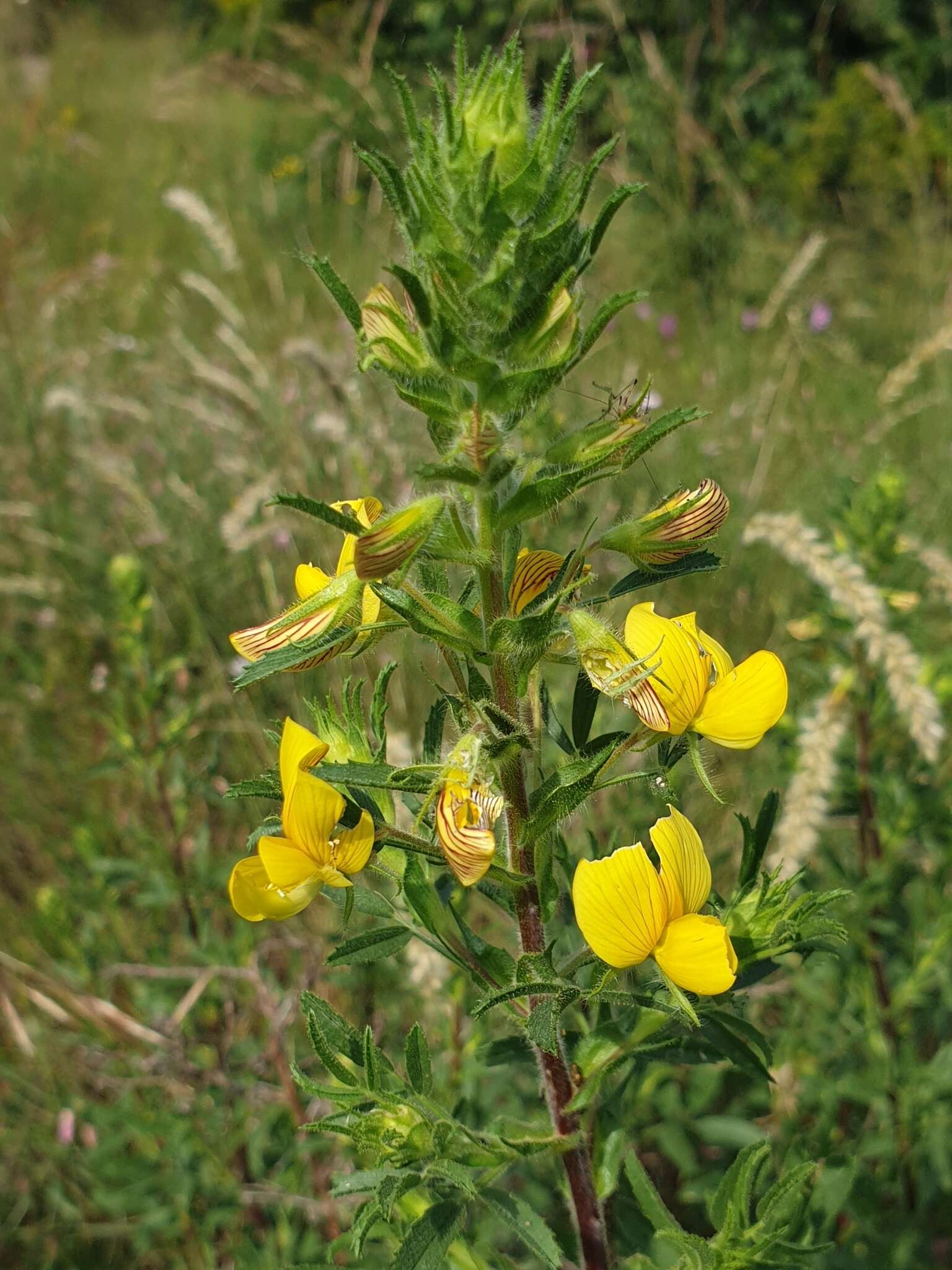 Image of Ononis natrix subsp. natrix