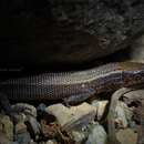 Image de Cricosaura typica Gundlach 1863