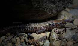 Image of Cuban night lizards