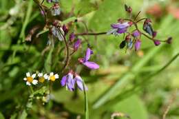 Plancia ëd Desmodium pringlei S. Watson