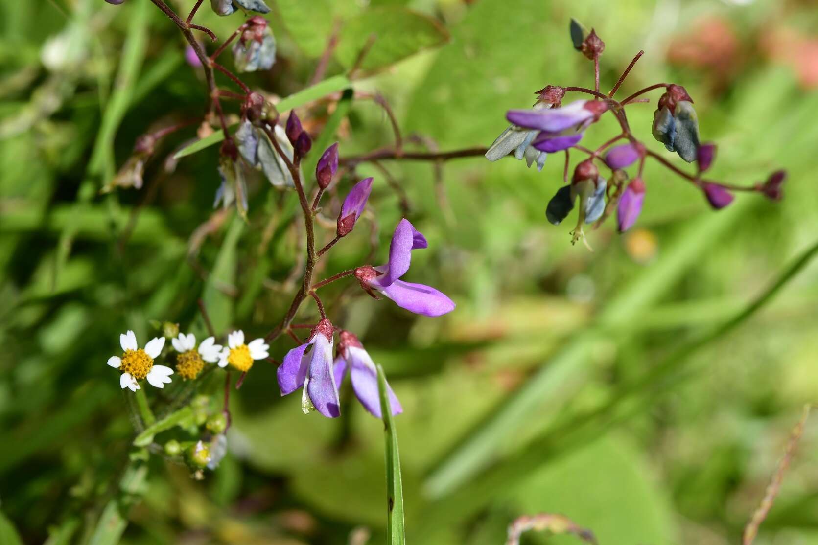 Plancia ëd Desmodium pringlei S. Watson