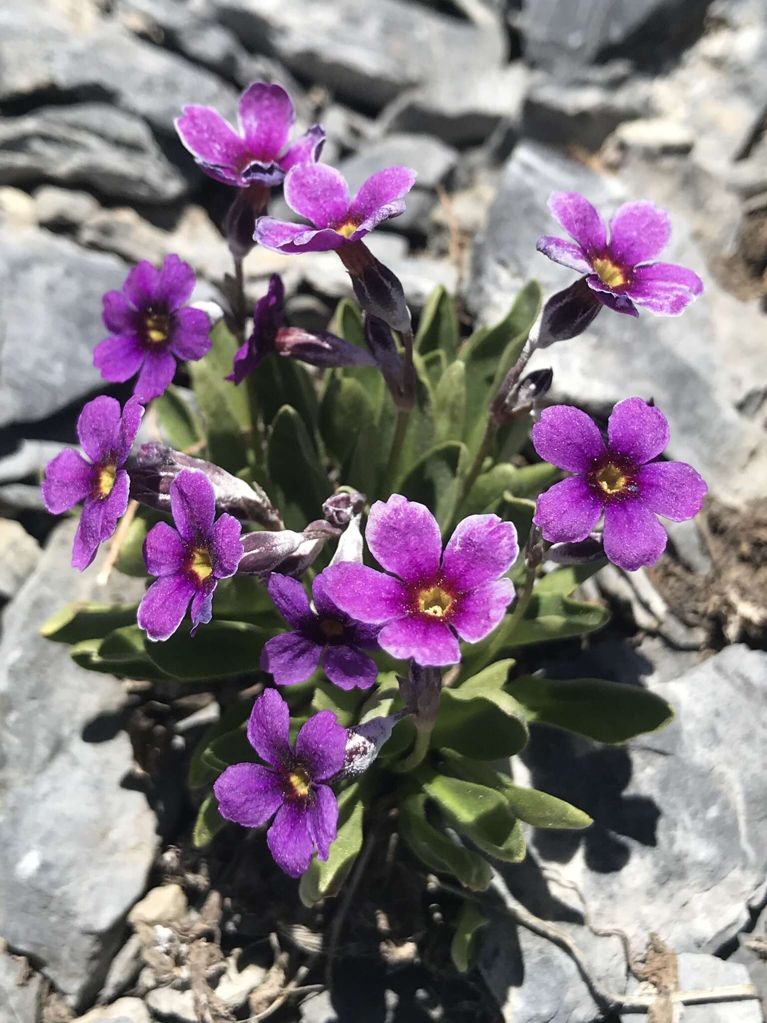 Image of Nevada primrose