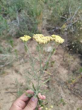 Image of Achillea submicrantha N. N. Tzvel.