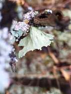 Image of cartilage lichen