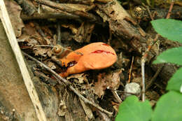 Image of Fistulinaceae