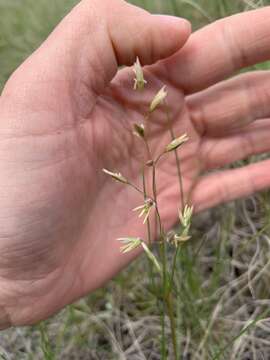 Слика од Festuca hallii (Vasey) Piper