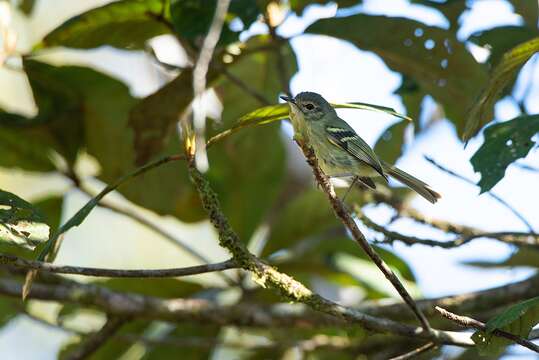 Image of Bahia Tyrannulet