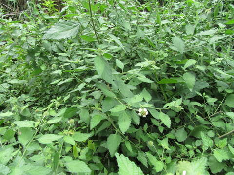 Image of Varronia globosa Jacq.