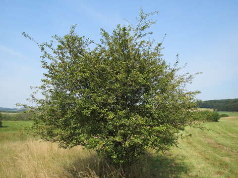 Image of Midland Hawthorn