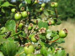 Image of Midland Hawthorn