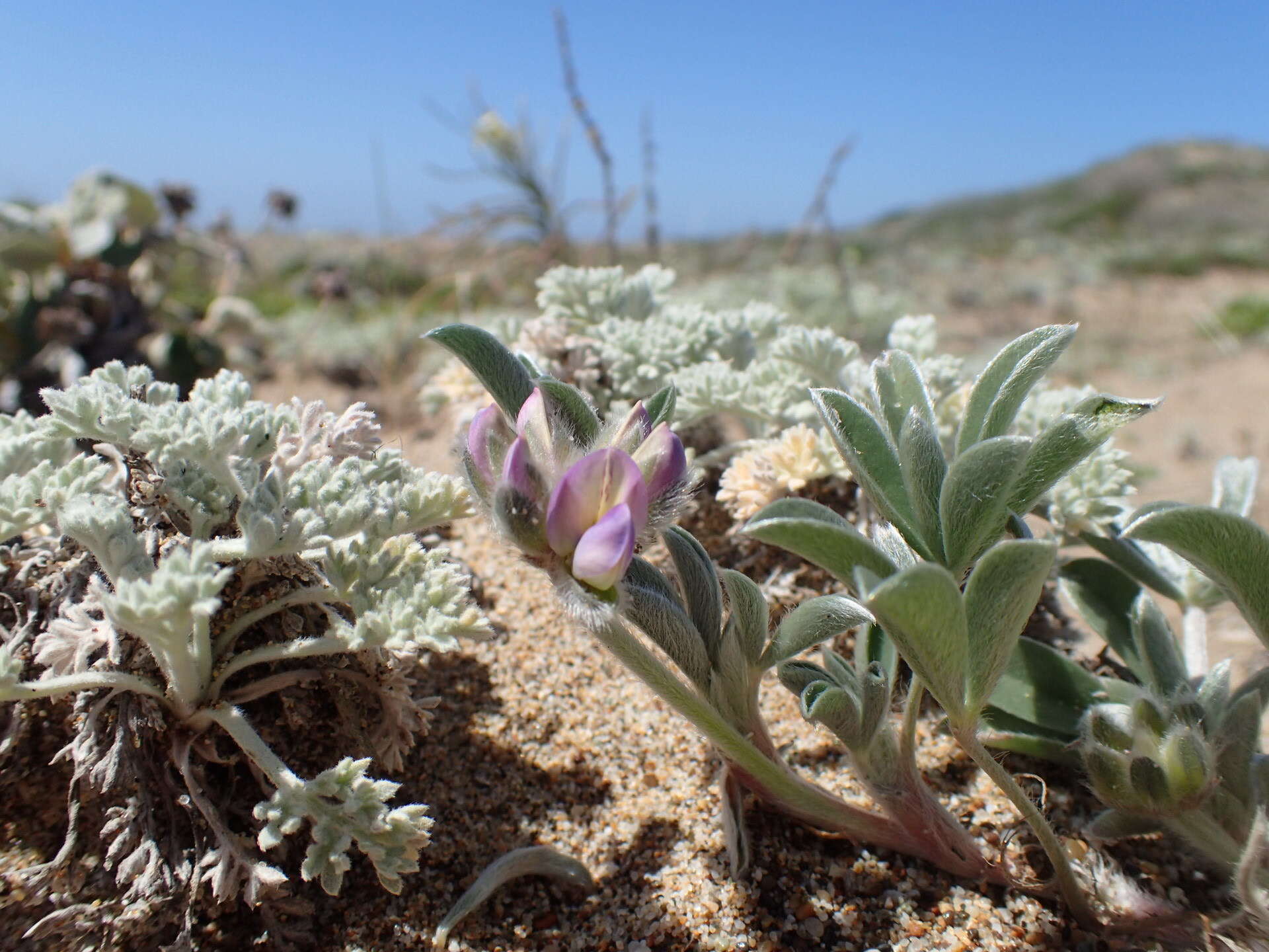 Image of Tidestrom's lupine