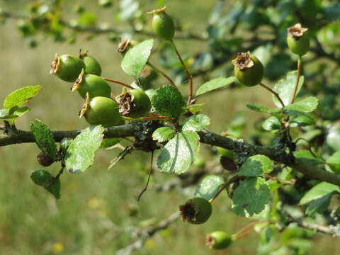 Image of Midland Hawthorn