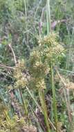 Image of Smallflower Umbrella Sedge