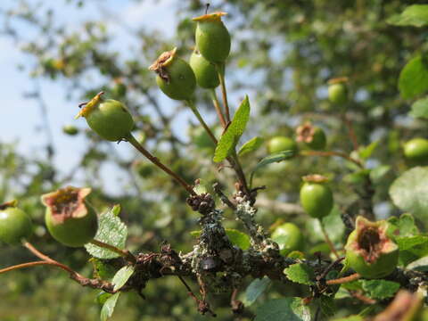 Image of Midland Hawthorn