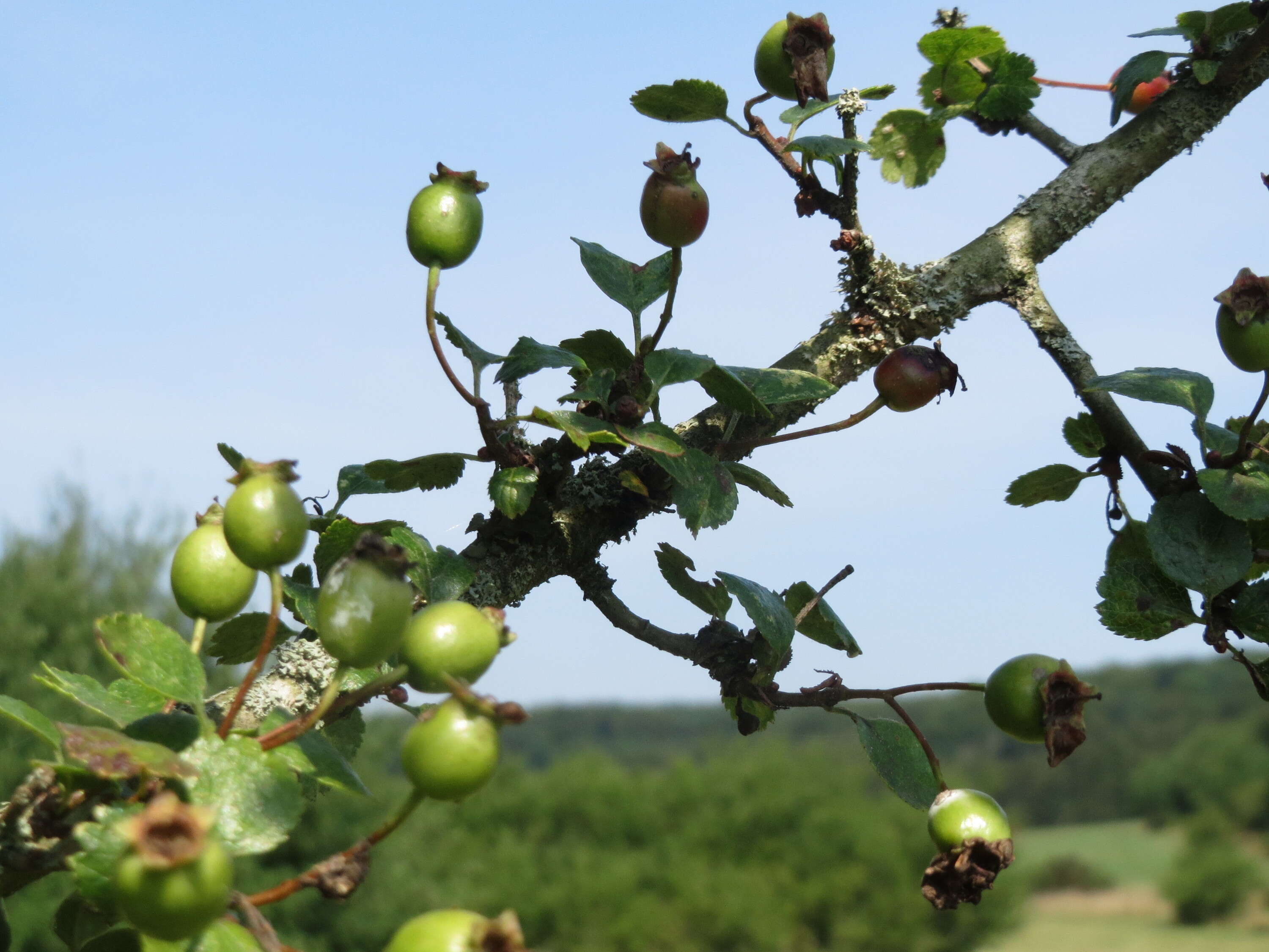 Image of Midland Hawthorn