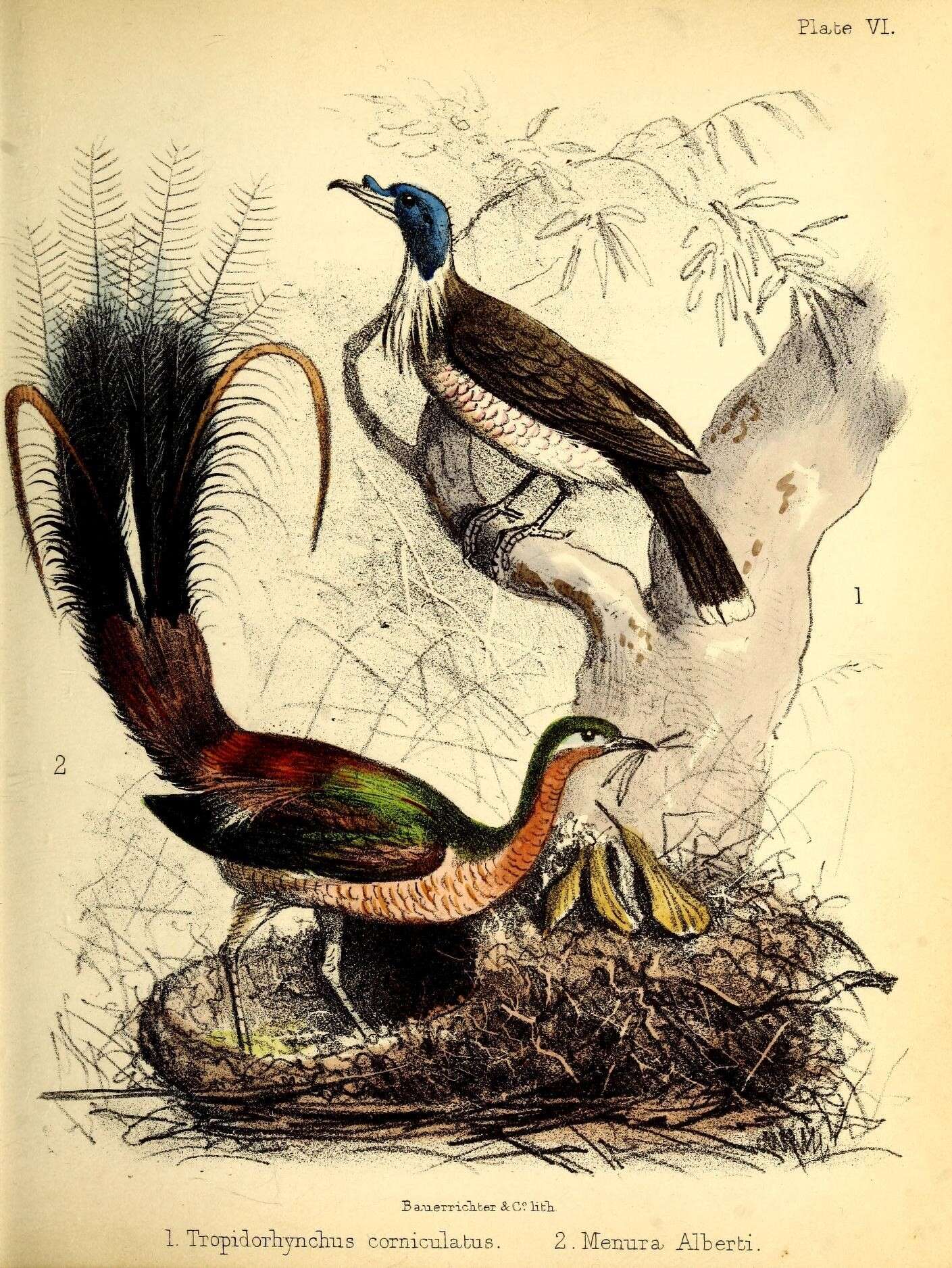 Image of Albert's Lyrebird