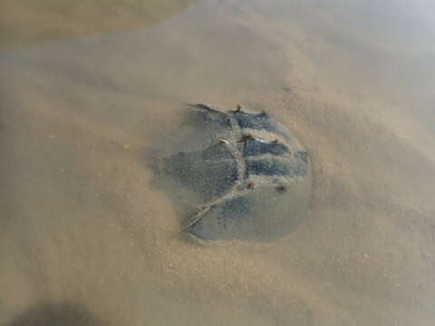 Image of Horseshoe Crab