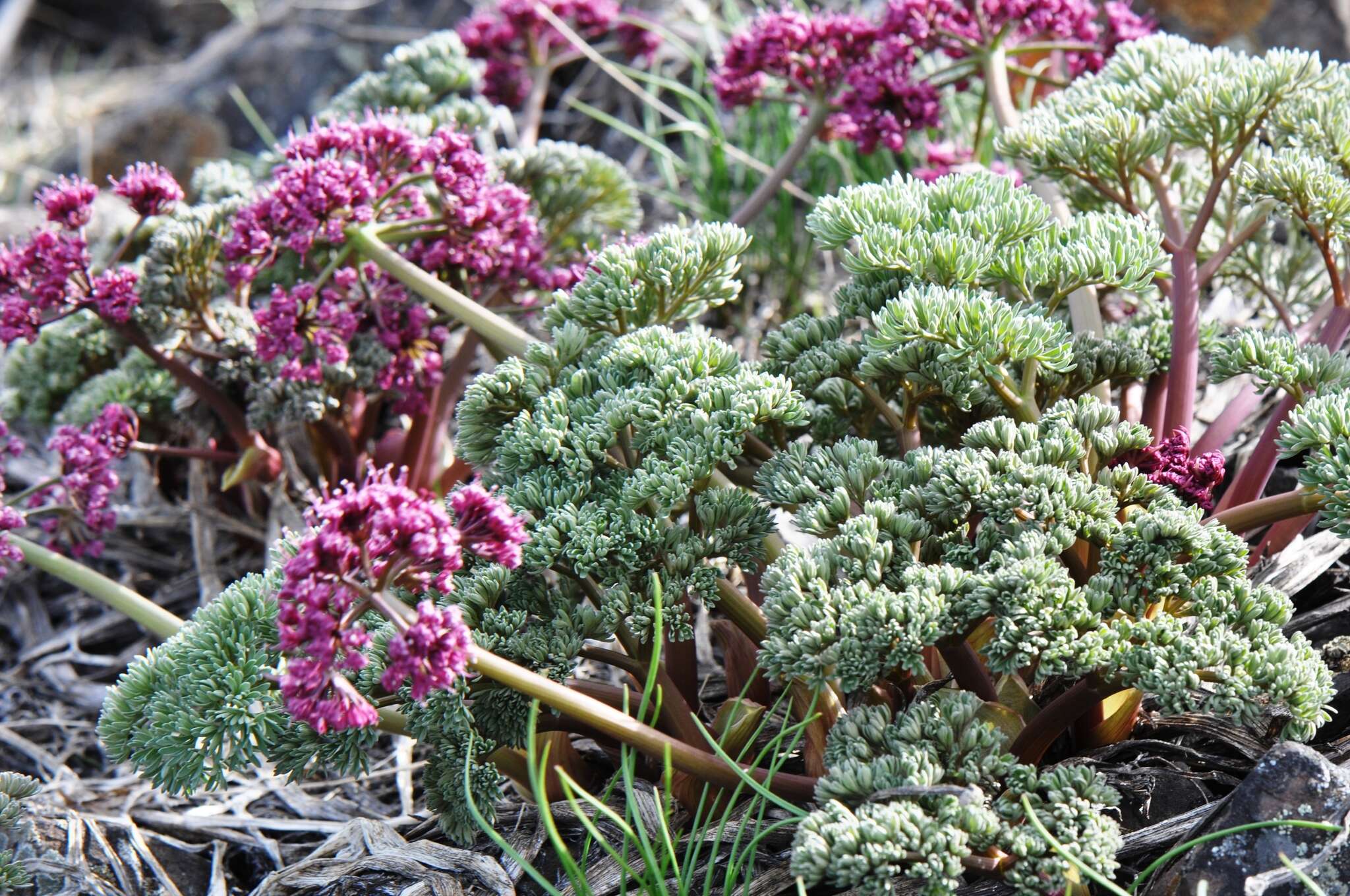 Imagem de Lomatium columbianum Mathias & Constance