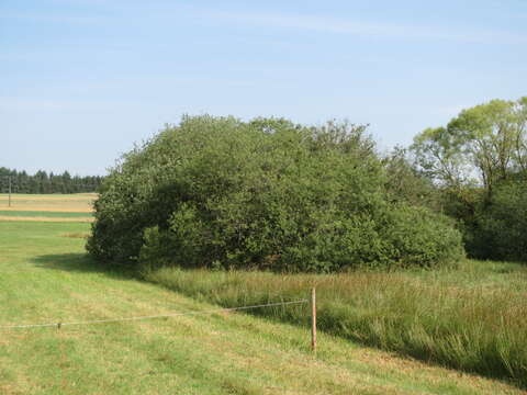 Imagem de Salix cinerea L.