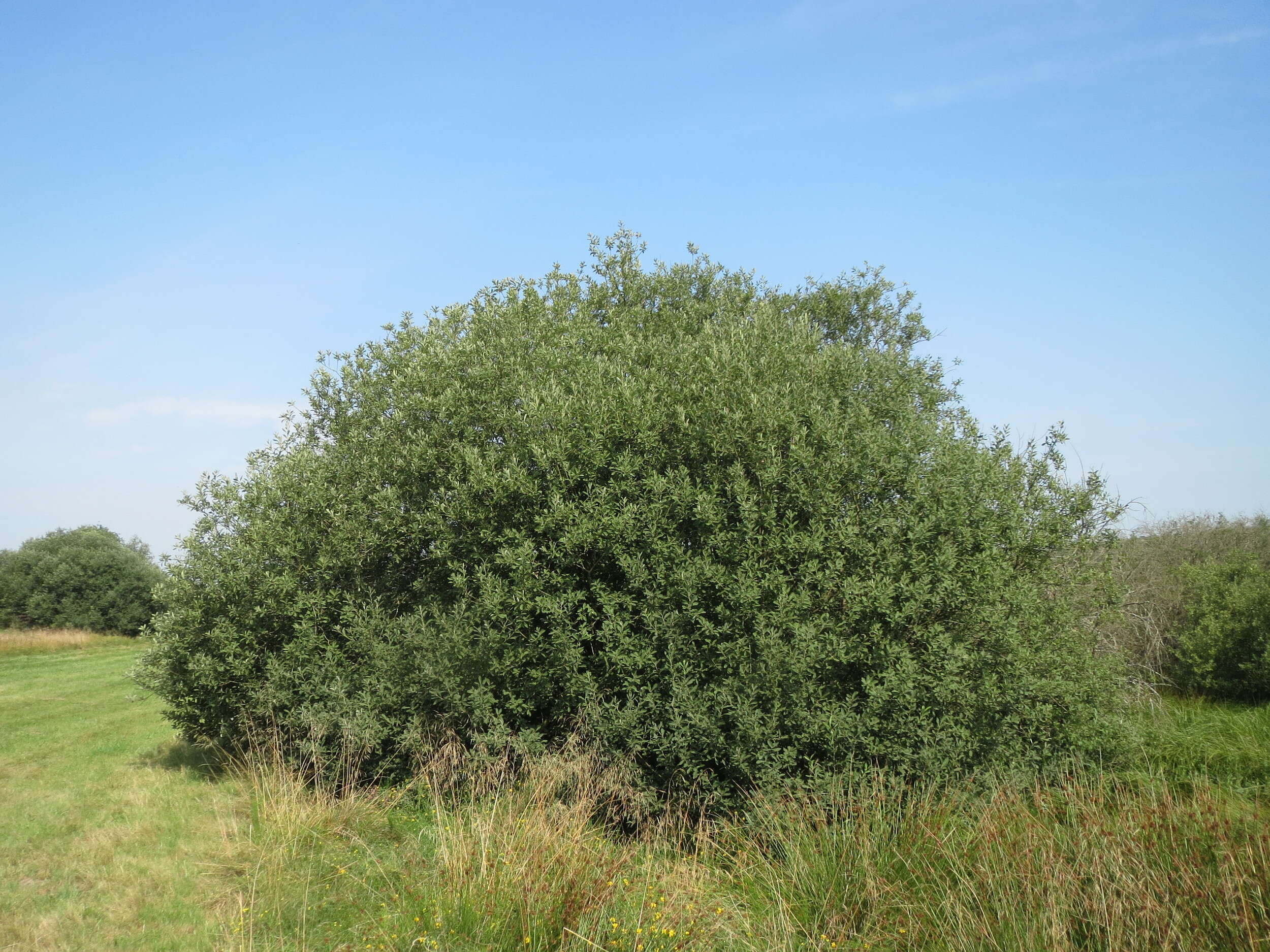 Image of Grey Willow