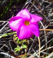 Imagem de Oxalis engleriana Schlechter