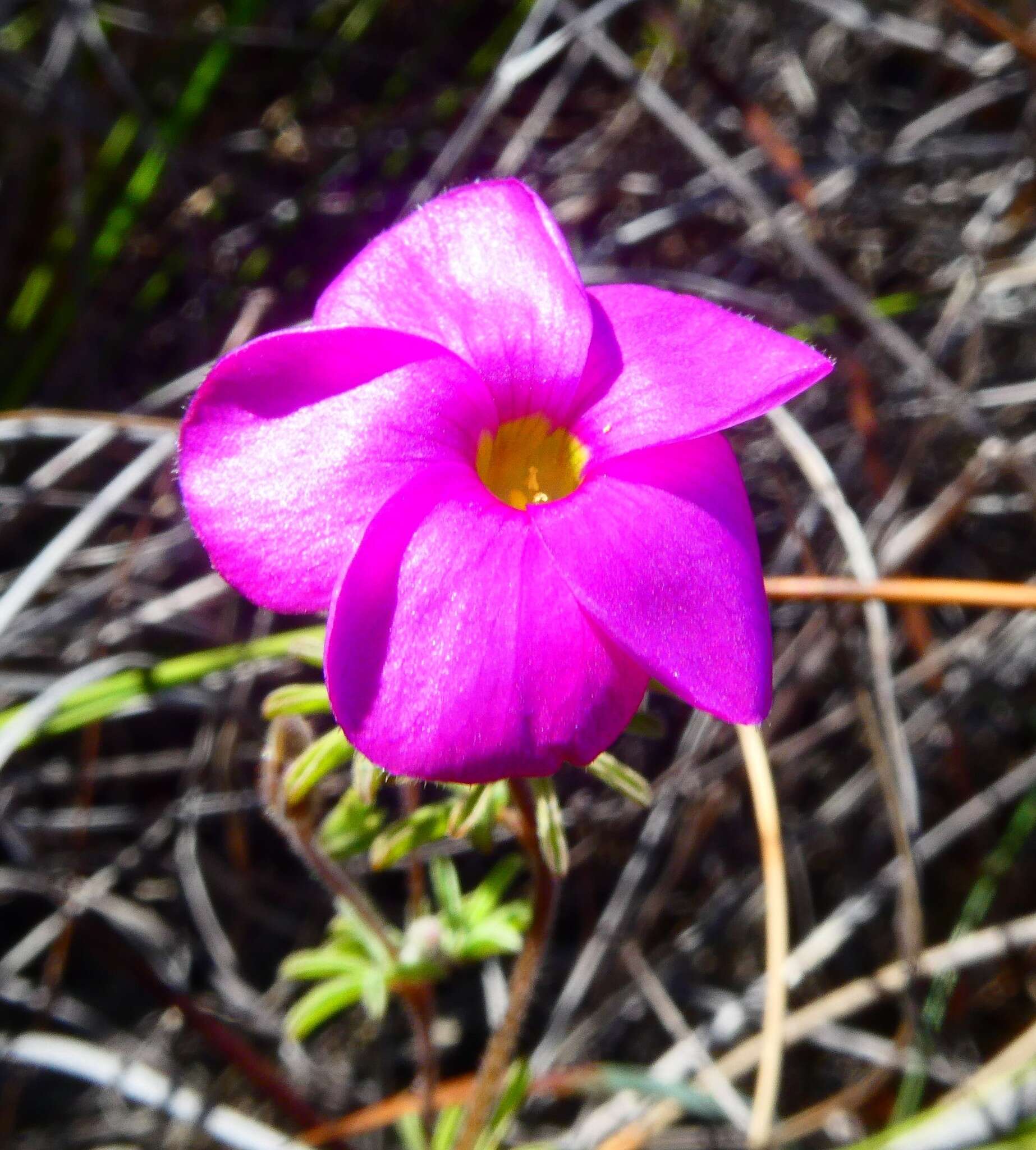 Sivun Oxalis engleriana Schlechter kuva