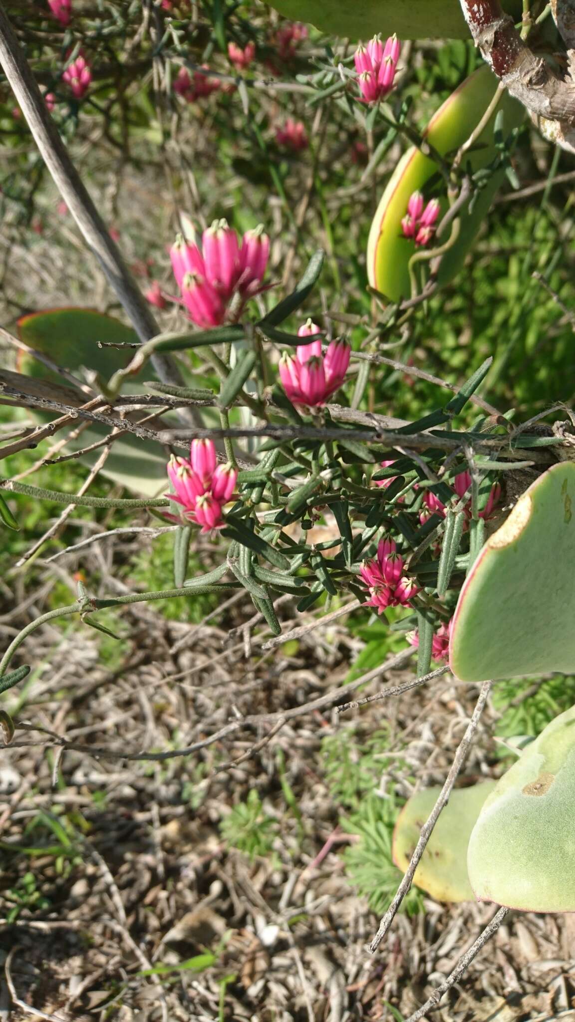 Image of Microloma sagittatum (L.) R. Br.