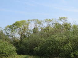 Image of Grey Willow