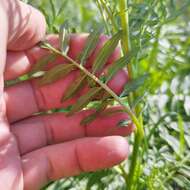 Imagem de Solanum pinnatisectum Dun.