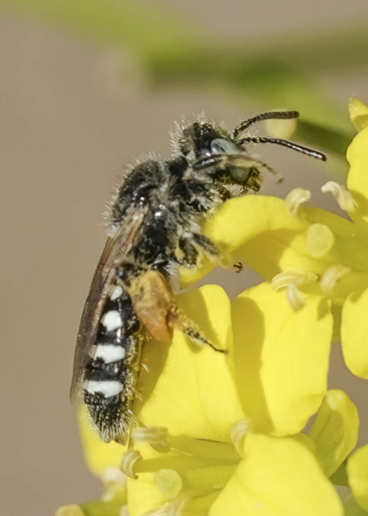 Image of Calliopsis personata Cockerell 1897