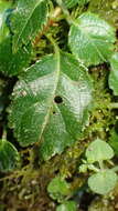 Image of Nubelaria arisanensis