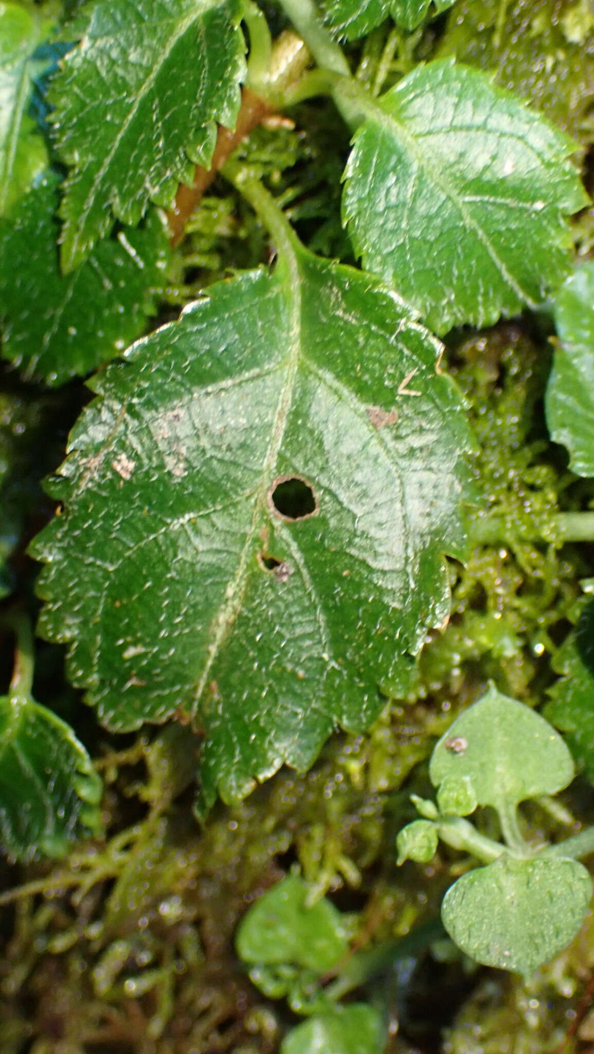 Image of Nubelaria arisanensis