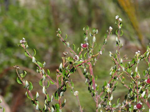 Image of Phylica nervosa Pillans