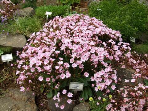 Image of Siskiyou lewisia