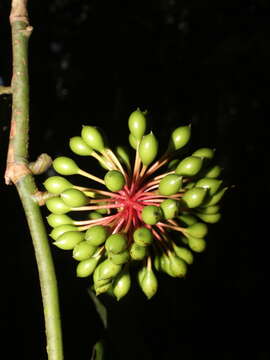 Image of Guatteria amplifolia Triana & Planch.