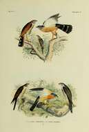 Image of Spot-tailed Goshawk
