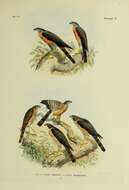 Image of Vinous-breasted Sparrowhawk