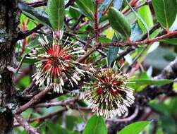 Image of Strawberry bush