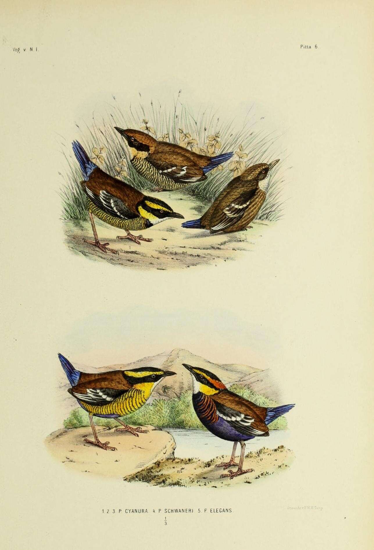 Image of Bornean Banded Pitta